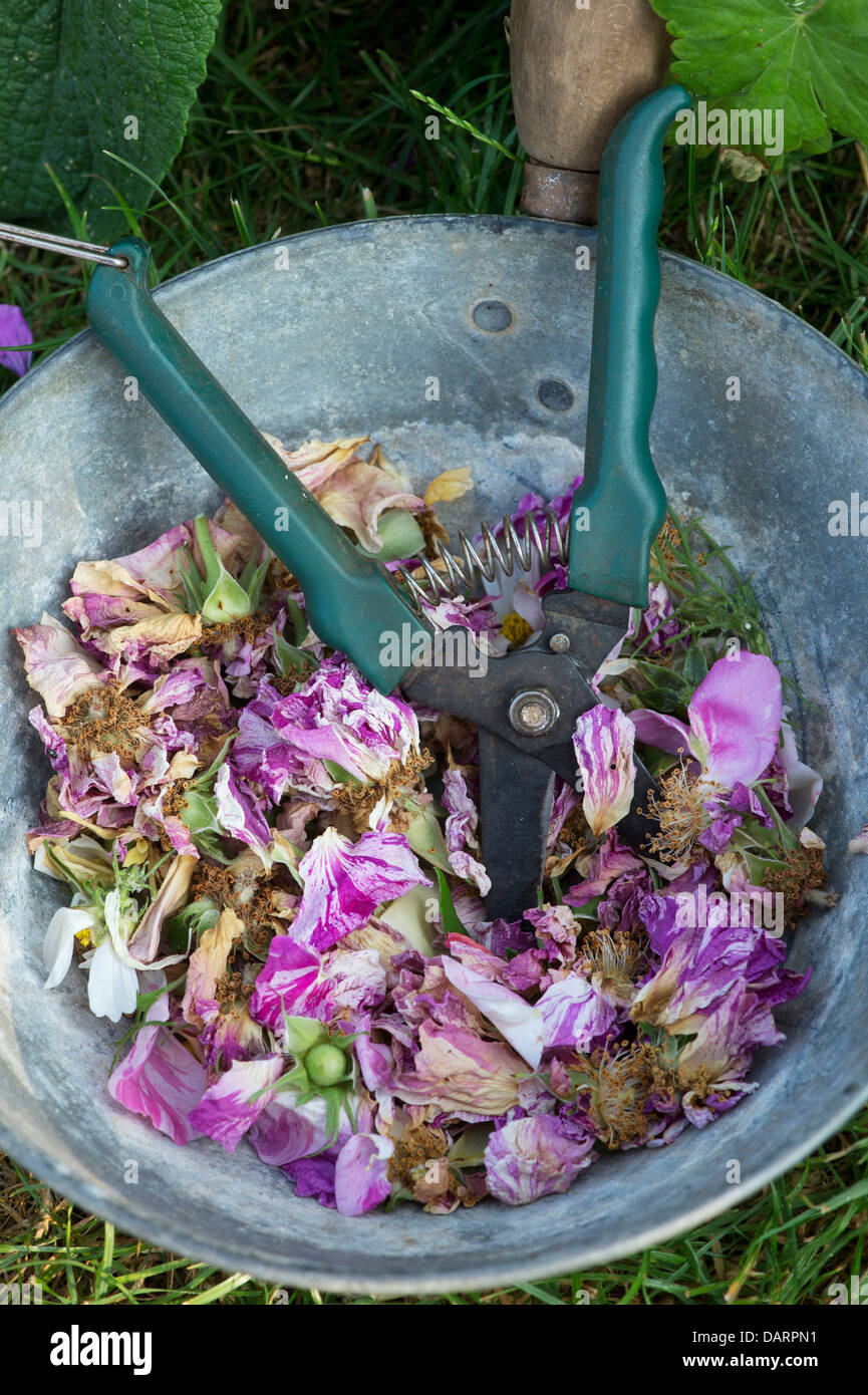Tote Leitung Rosen mit Cutter in einem Metall-Topf Stockfoto