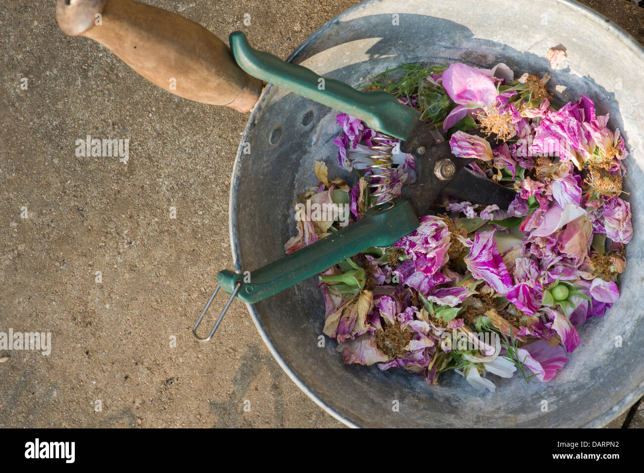 Tote Leitung Rosen mit Cutter in einem Metall-Topf Stockfoto