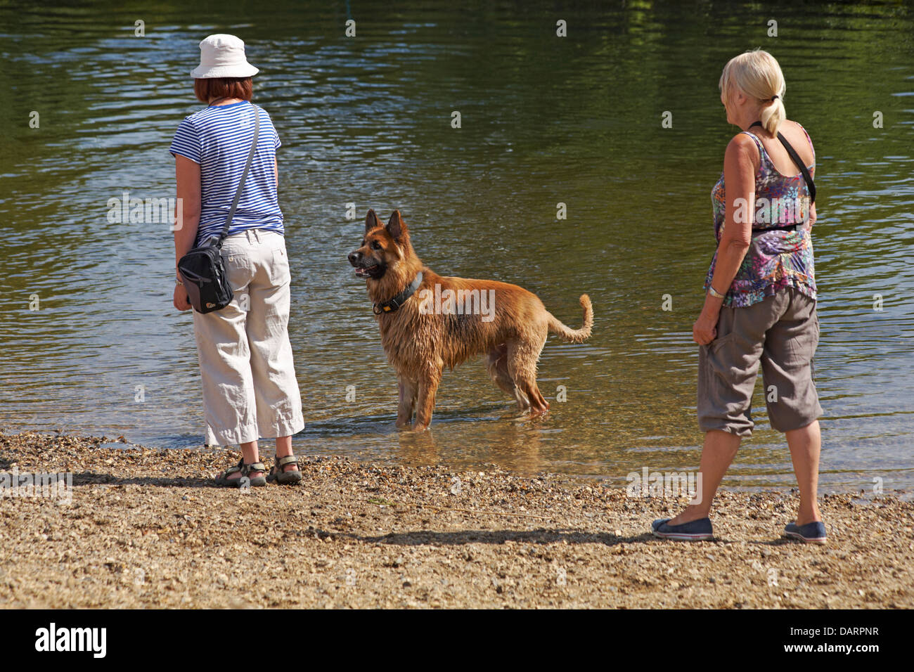 Frauen spielen mit Hund im Fluss Stour in Dorset kühl zu halten, an einem heißen Sommertag im Juli Stockfoto