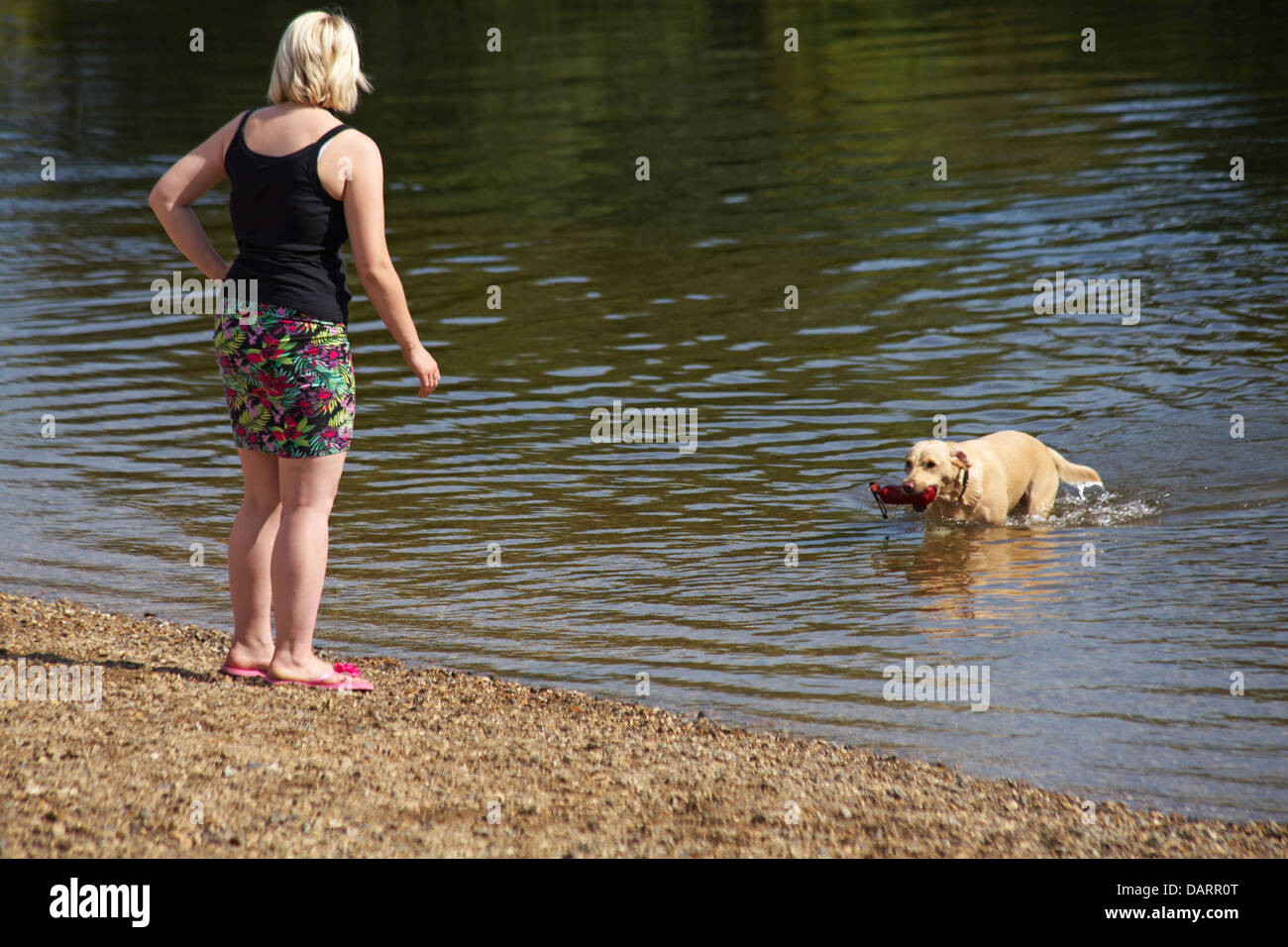 Hund-Stick in Fluss für Eigentümer am Fluss Stour in Dorset kühl zu halten, an einem heißen Sommertag im Juli abrufen Stockfoto