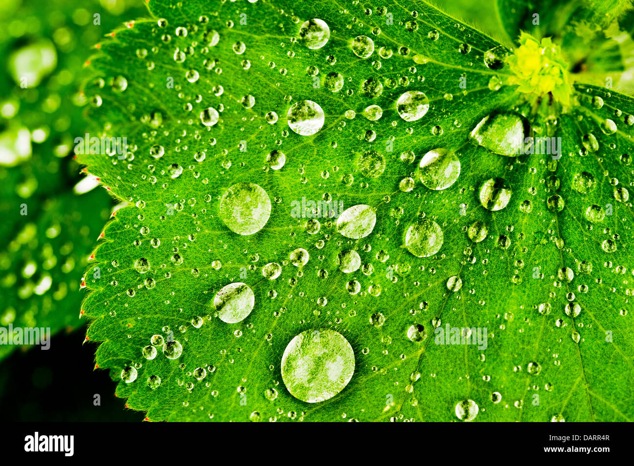 Wassertropfen liegen auf Blätter nach Regendusche im Garten Stockfoto