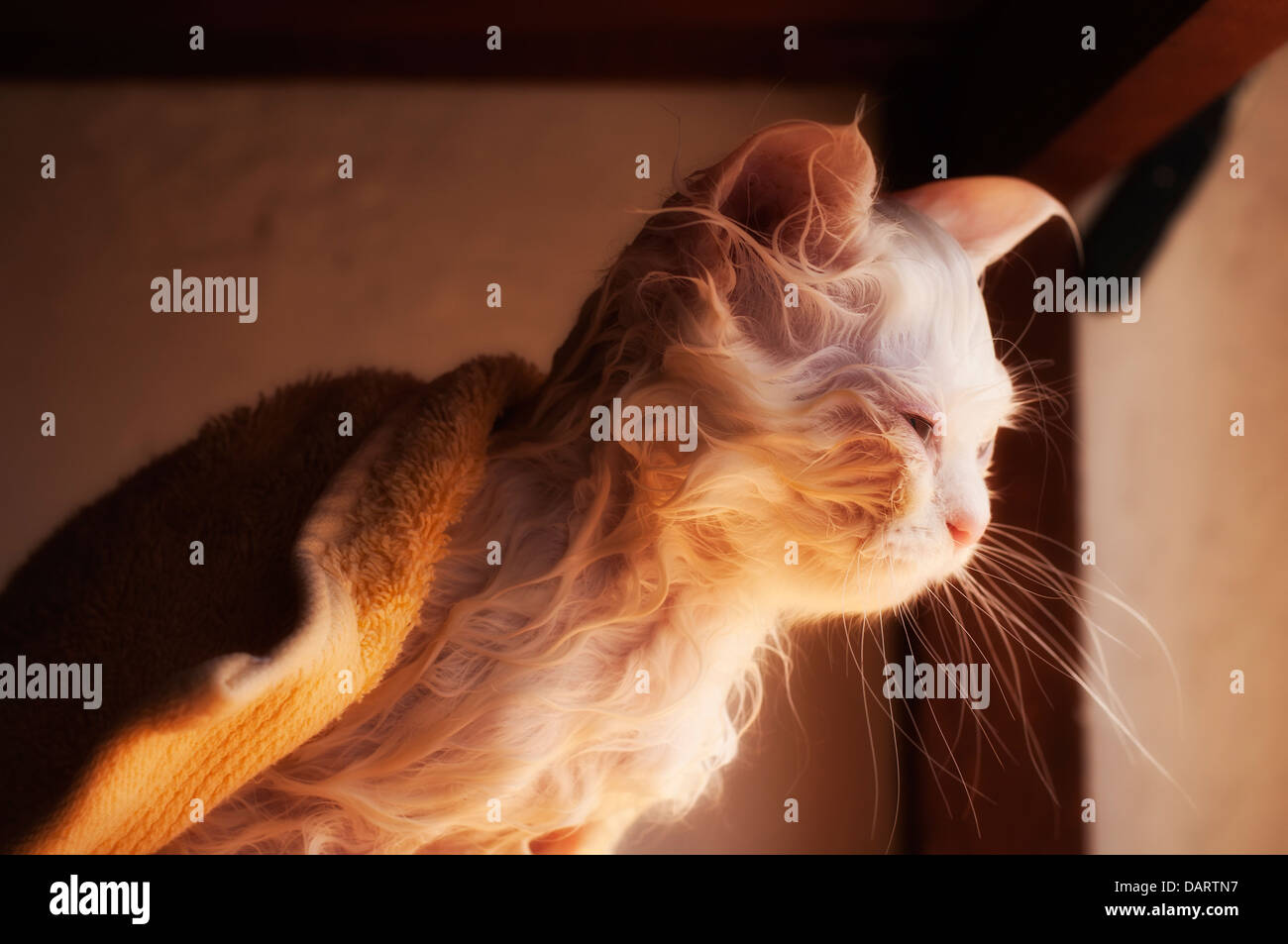 Entzückende weiße Perser Kätzchen Stockfoto