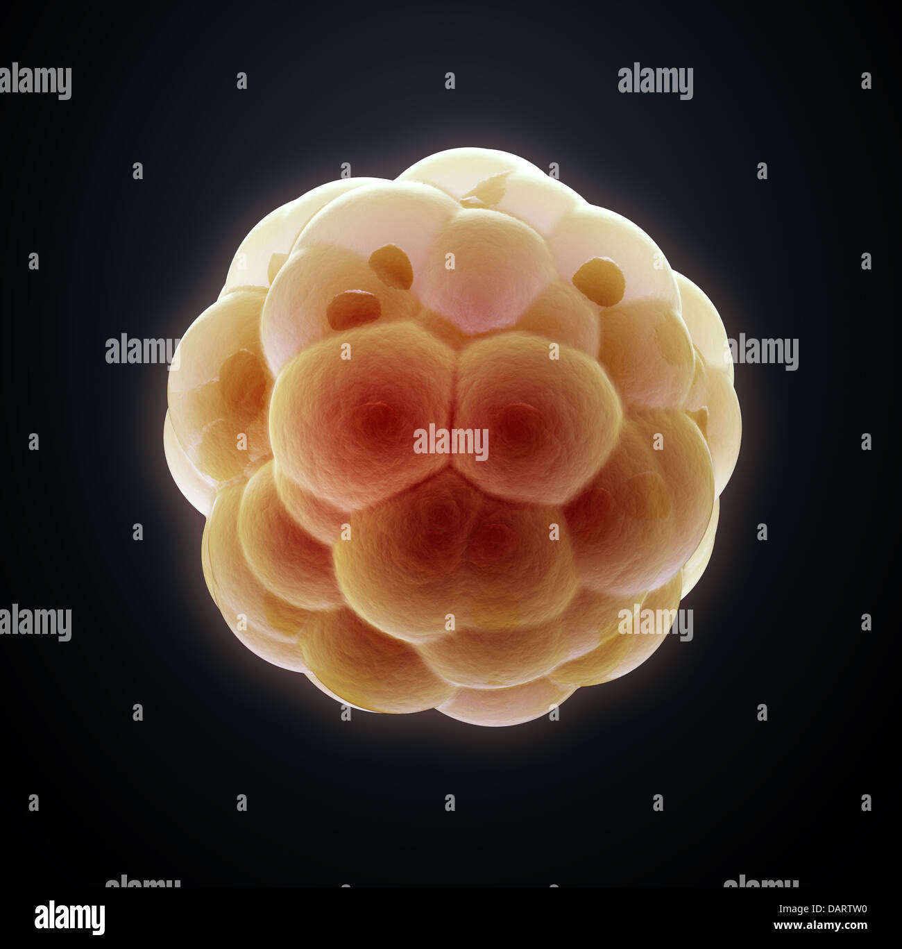 Embryo Dekolleté - wissenschaftliche 3d illustration Stockfoto