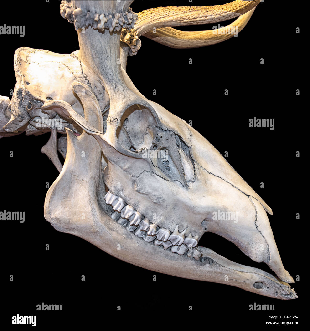 ein Hirsch-Schädel-Profil auf schwarzem Hintergrund Stockfoto