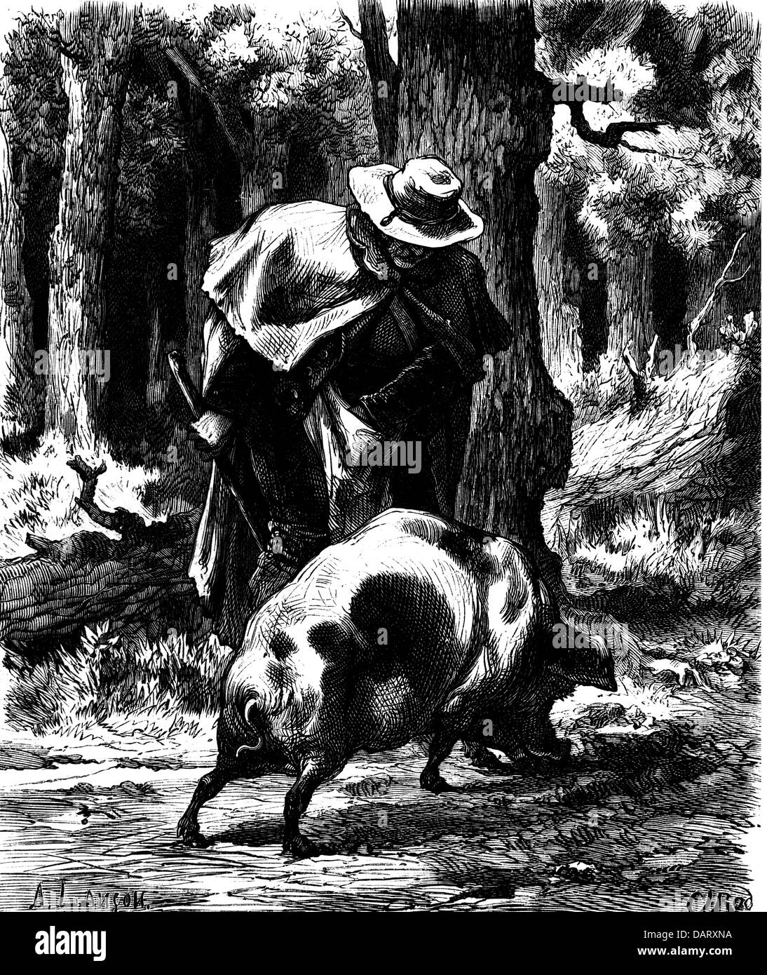 Essen, Trüffel, Trüffelsuche mit einem Trüffelschwein in Südwest-Frankreich, Holzstich, 1872, Additional-Rights-Clearences-not available Stockfoto