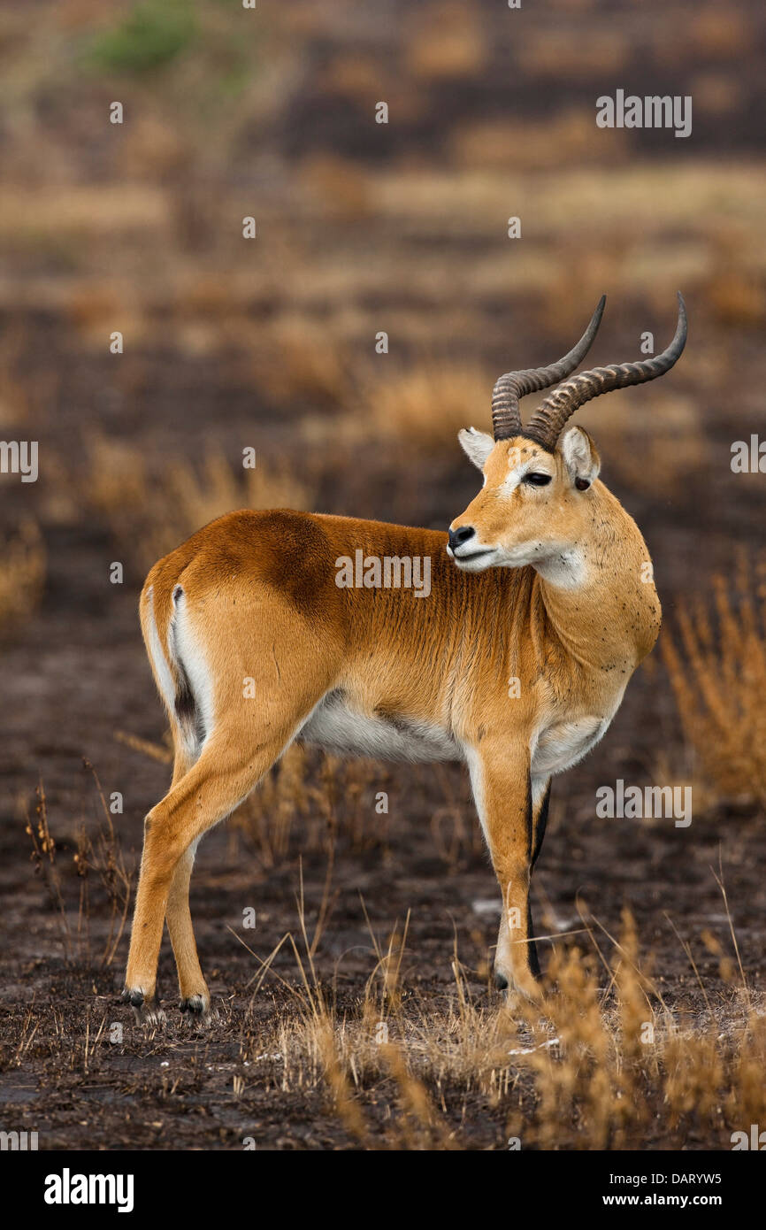 Die Ugandan Kob (Kobus Kob Thomasi) in Queen Elizabeth National Parl ist das Wappentier von Uganda, Afrika. Stockfoto