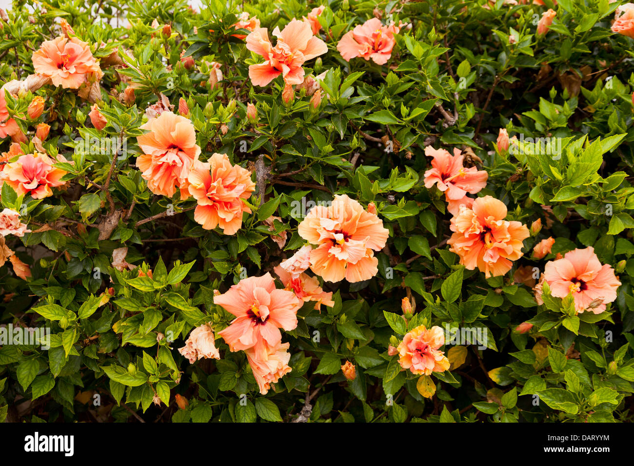 Hibiskusblüten in Pfirsich Farbe auf Bush. Stockfoto