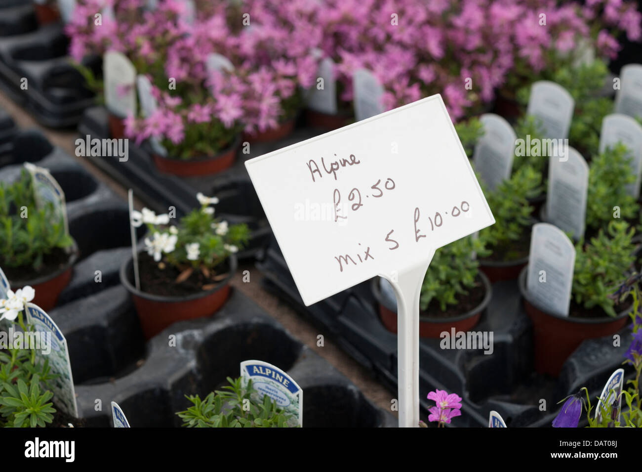 Alpine Pflanzen für den Verkauf auf einen Stand auf Blenheim Palace Flower Show 2013 Stockfoto
