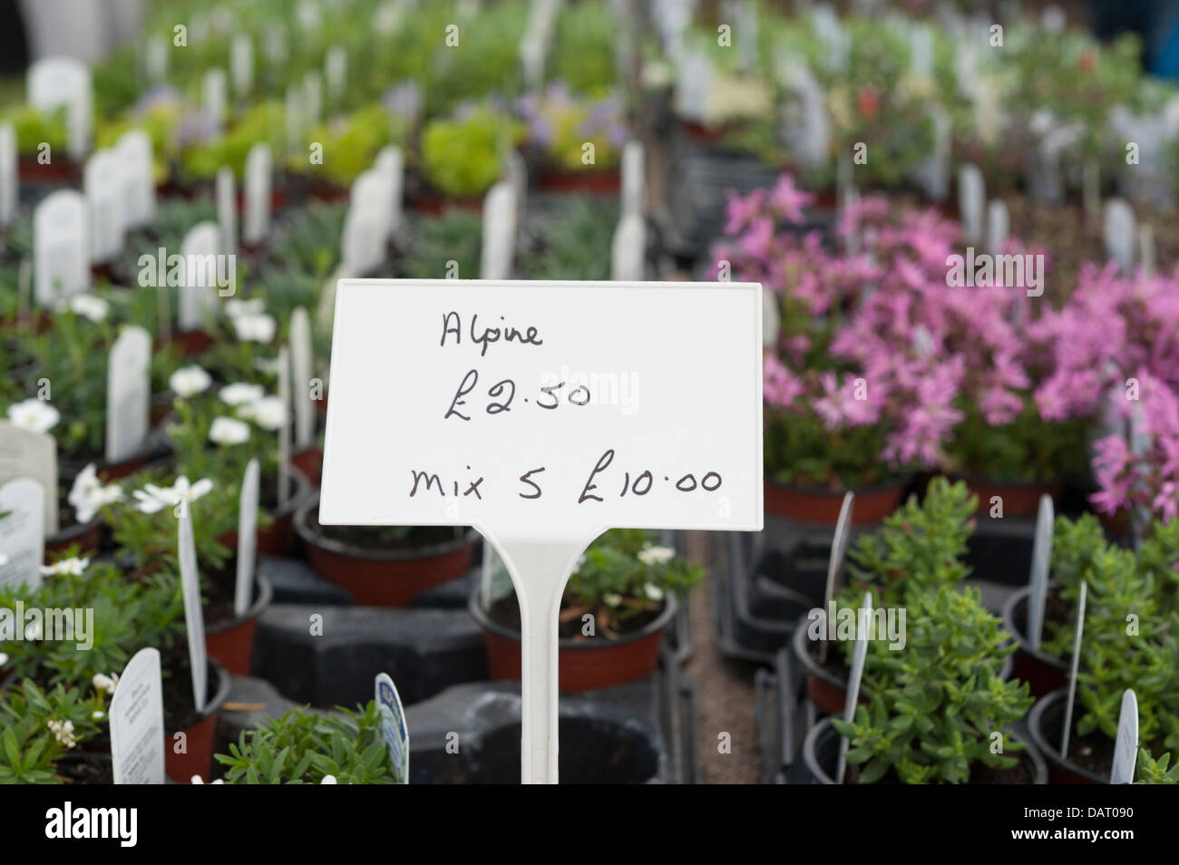 Alpine Pflanzen für den Verkauf auf einen Stand auf Blenheim Palace Flower Show 2013 Stockfoto