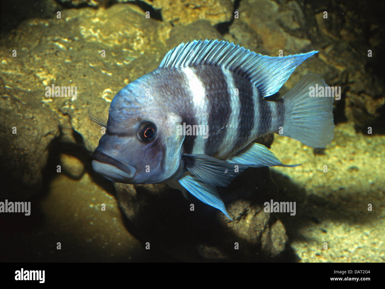 Cyphotilapia Frontosa Buntbarsche, TanganjikaSee, Afrika