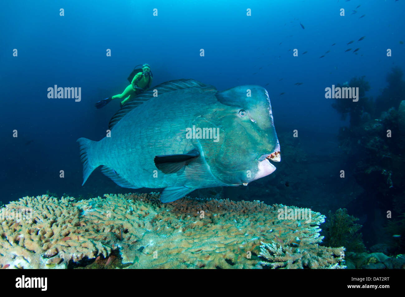 Büffelkopf Papageienfische (Bolbometopon Muricatum) am Reinigungsstation von weiblichen Taucher beobachtet Stockfoto