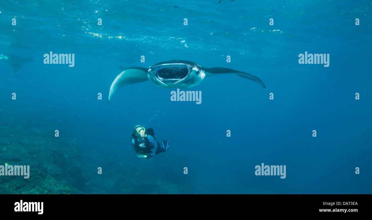 Mantarochen (Manta Birostris) Fütterung im morgendlichen Sonnenlicht durch blonde weibliche Taucher beobachtet Stockfoto