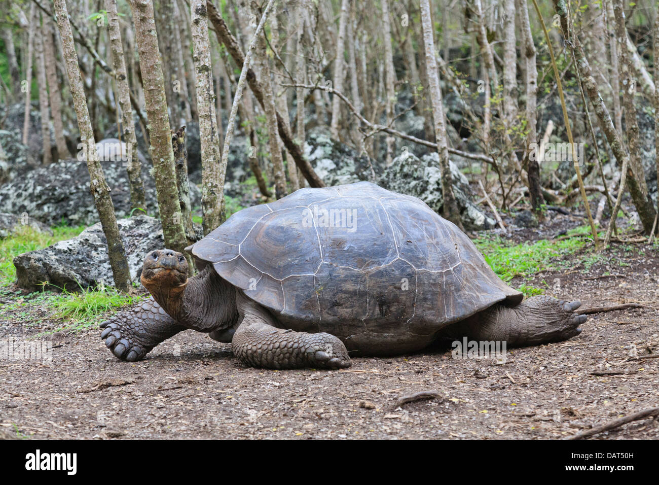 galapagos-schildkr-te-riesenschildkr-ten-chelonoidis-nigra-floreana