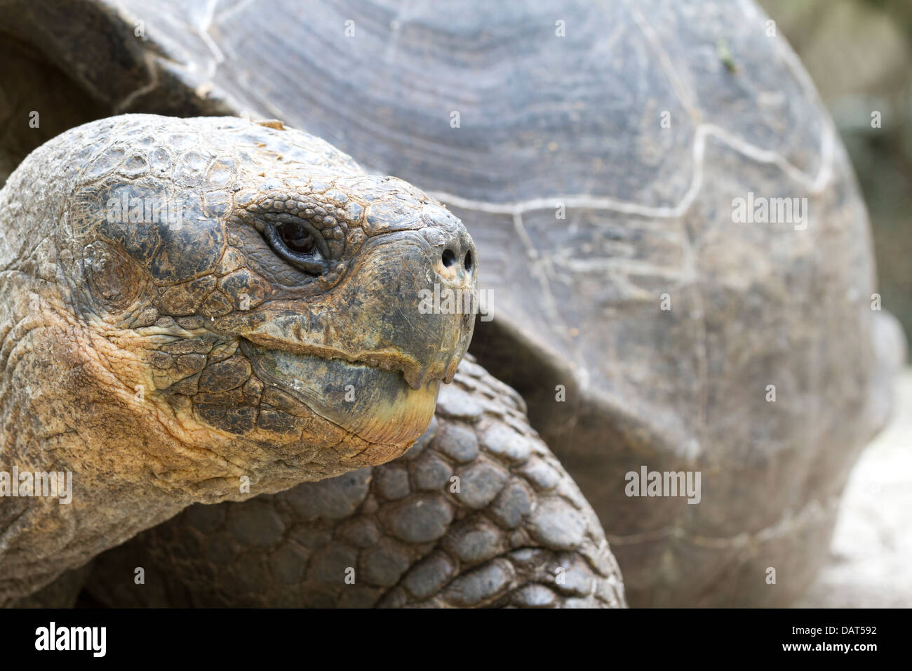 Galapagos Schildkröte, Riesenschildkröten, Chelonoidis Nigra, Floreana Insel, Galapagos-Inseln, Ecuador Stockfoto