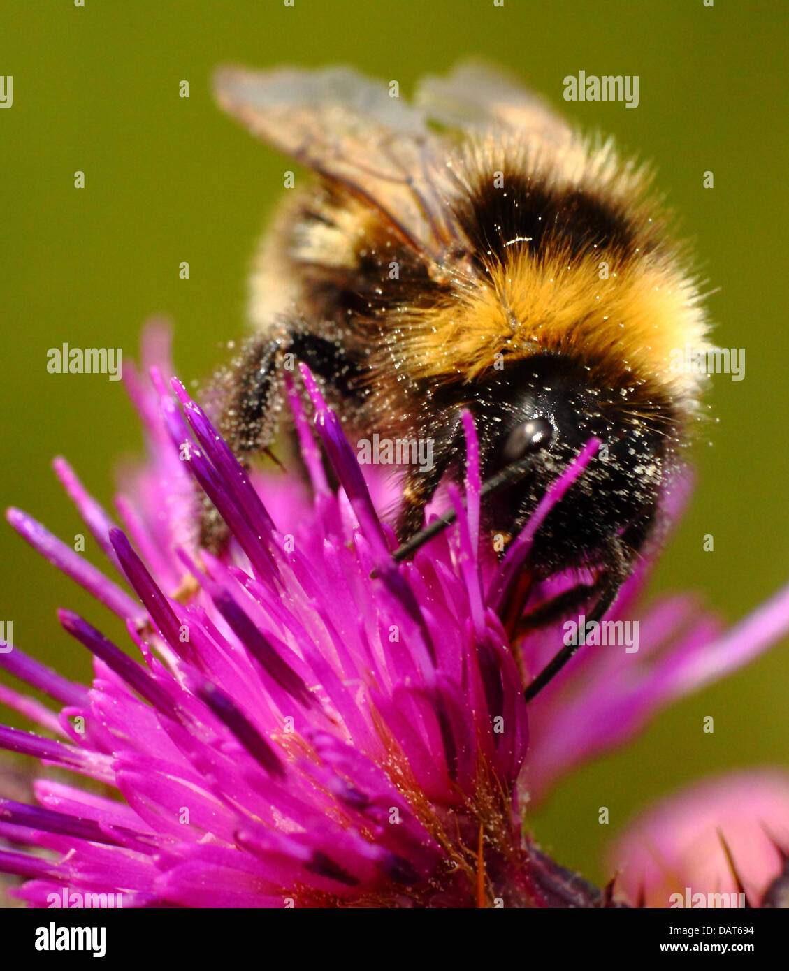 Bienen sammeln Pollen von Distel Stockfoto