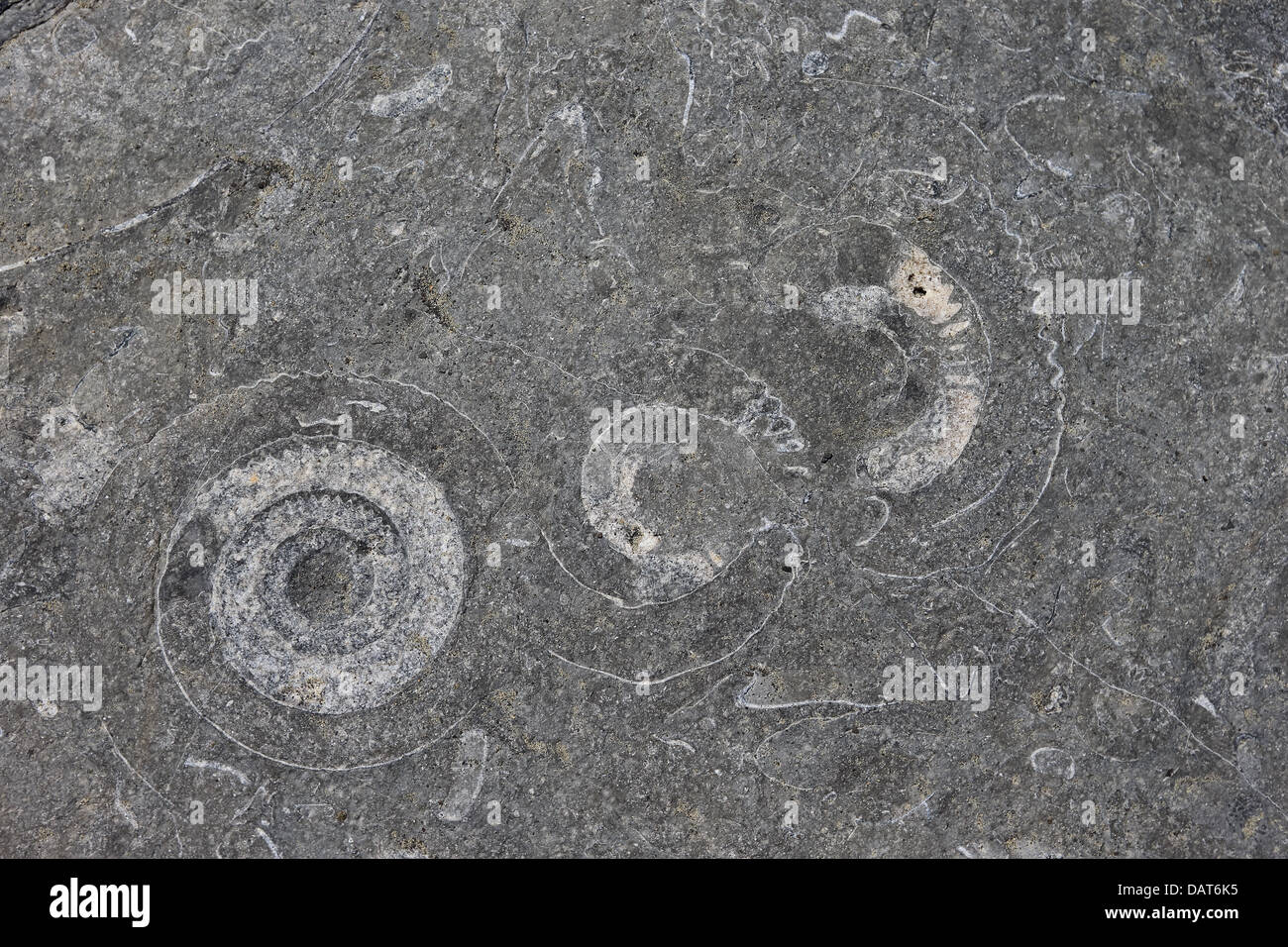 Ammoniten-Pflaster (Coroniceras Bucklandi oder Arietites Bucklandi) Stockfoto