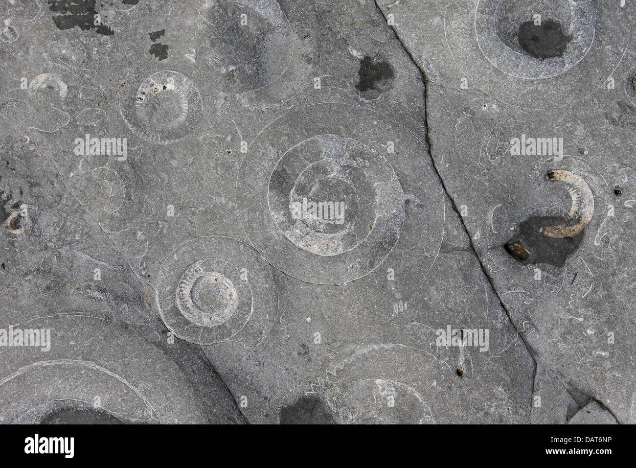 Ammoniten-Pflaster (Coroniceras Bucklandi oder Arietites Bucklandi) Stockfoto