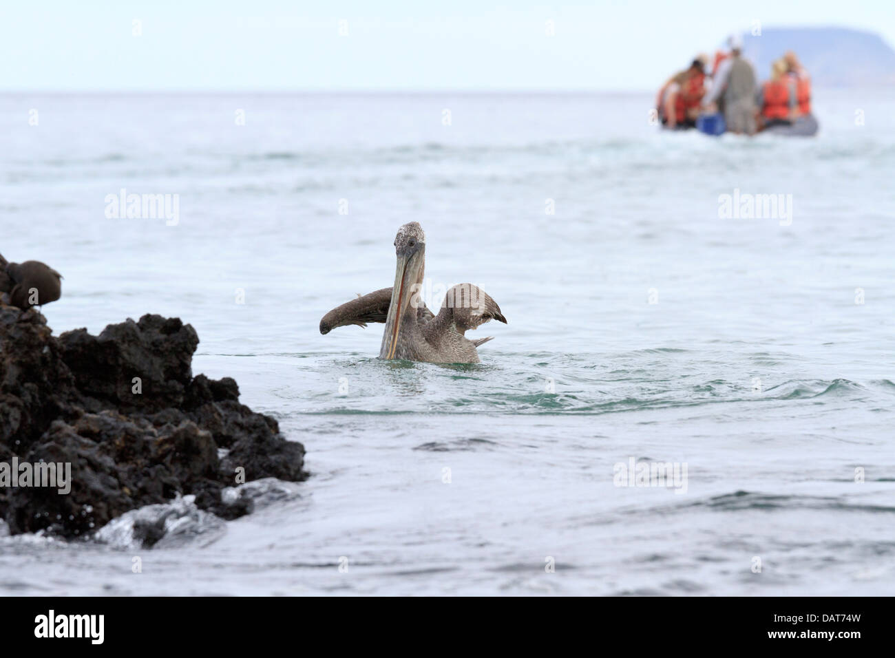 Beiboot Ausflug, brauner Pelikan, Pelecanus Occidentalis, Black Turtle Cove, Santa Cruz Insel, Galapagos-Inseln, Ecuador Stockfoto