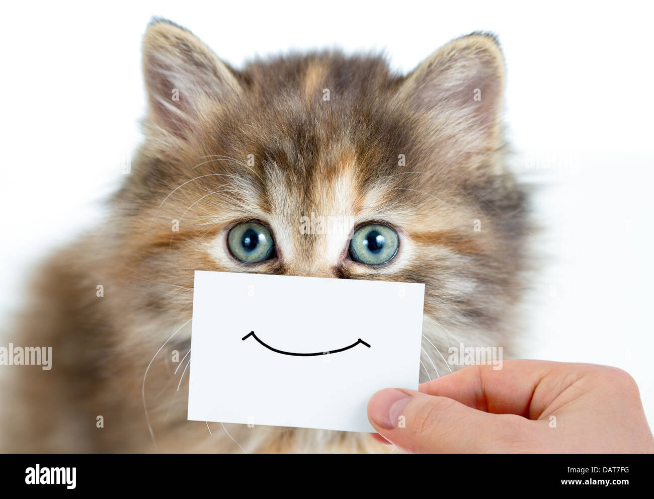 lustige Katze Porträt mit Lächeln auf Karte Stockfoto