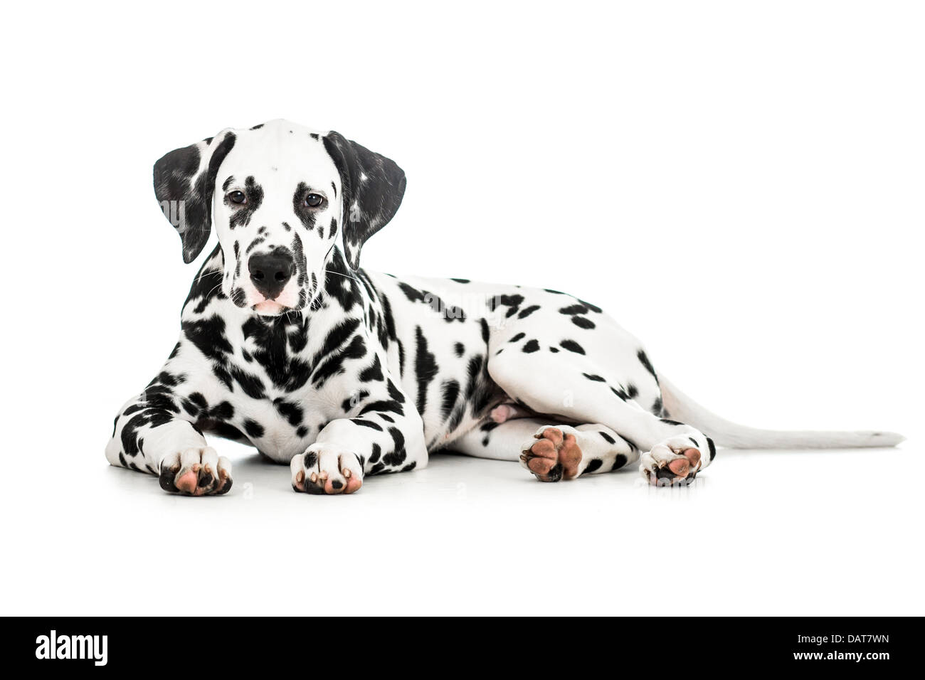 Liegenden Dalmatiner Hund isoliert auf weiss Stockfoto