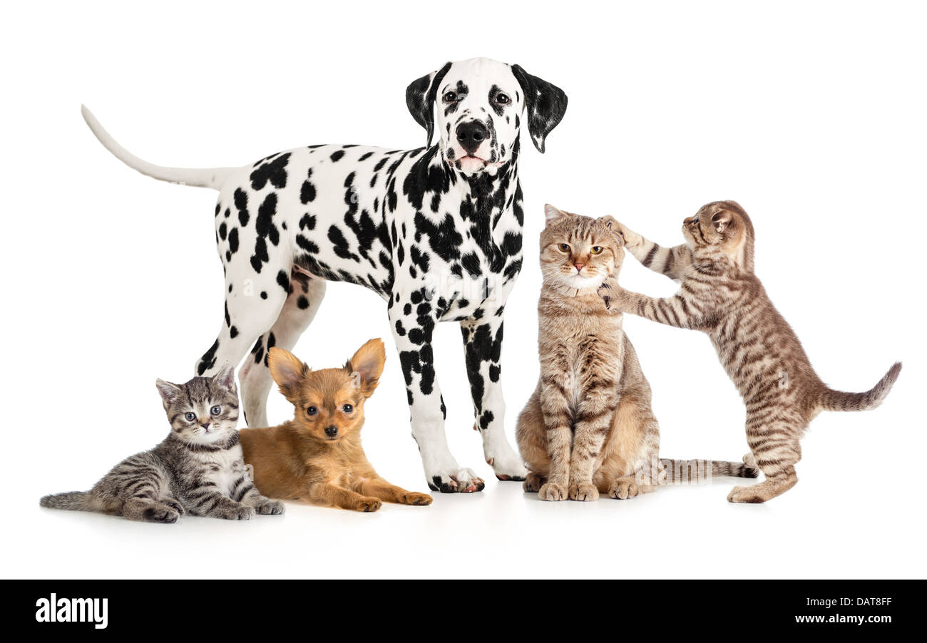 Haustiere Tiere Gruppe Collage für Veterinär- oder Petshop isoliert Stockfoto