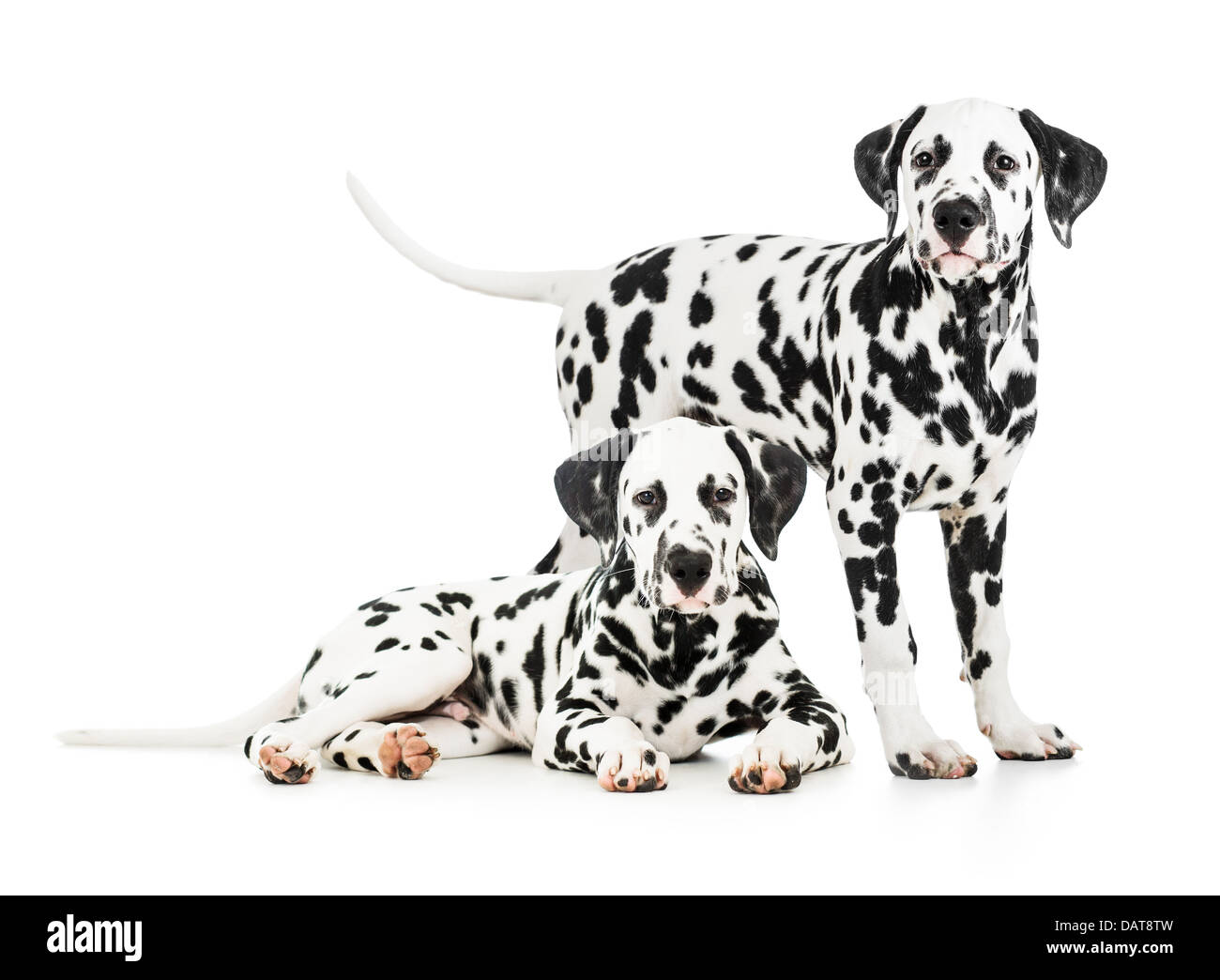 Zwei Dalmatiner Hunde zusammen Stockfoto