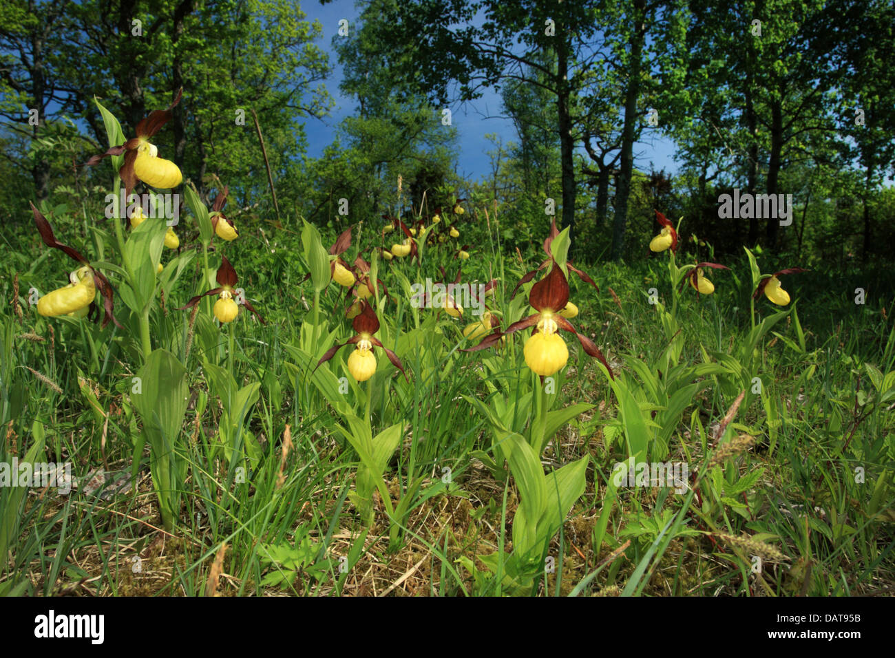 Damen Slipper Orchid (Cypripedium Calceolus), Europa Stockfoto