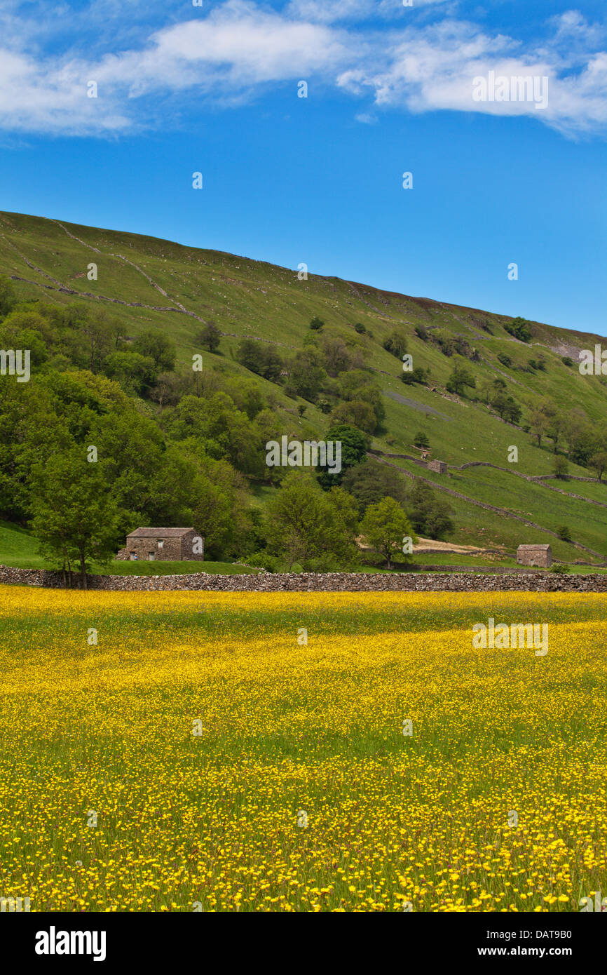 Buttercup Wiesen und Scheunen an Muker Swaledale Yorkshire Dales England Stockfoto