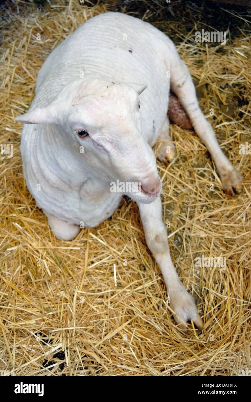 Lamm-Porträt. Weitwinkel Stockfoto