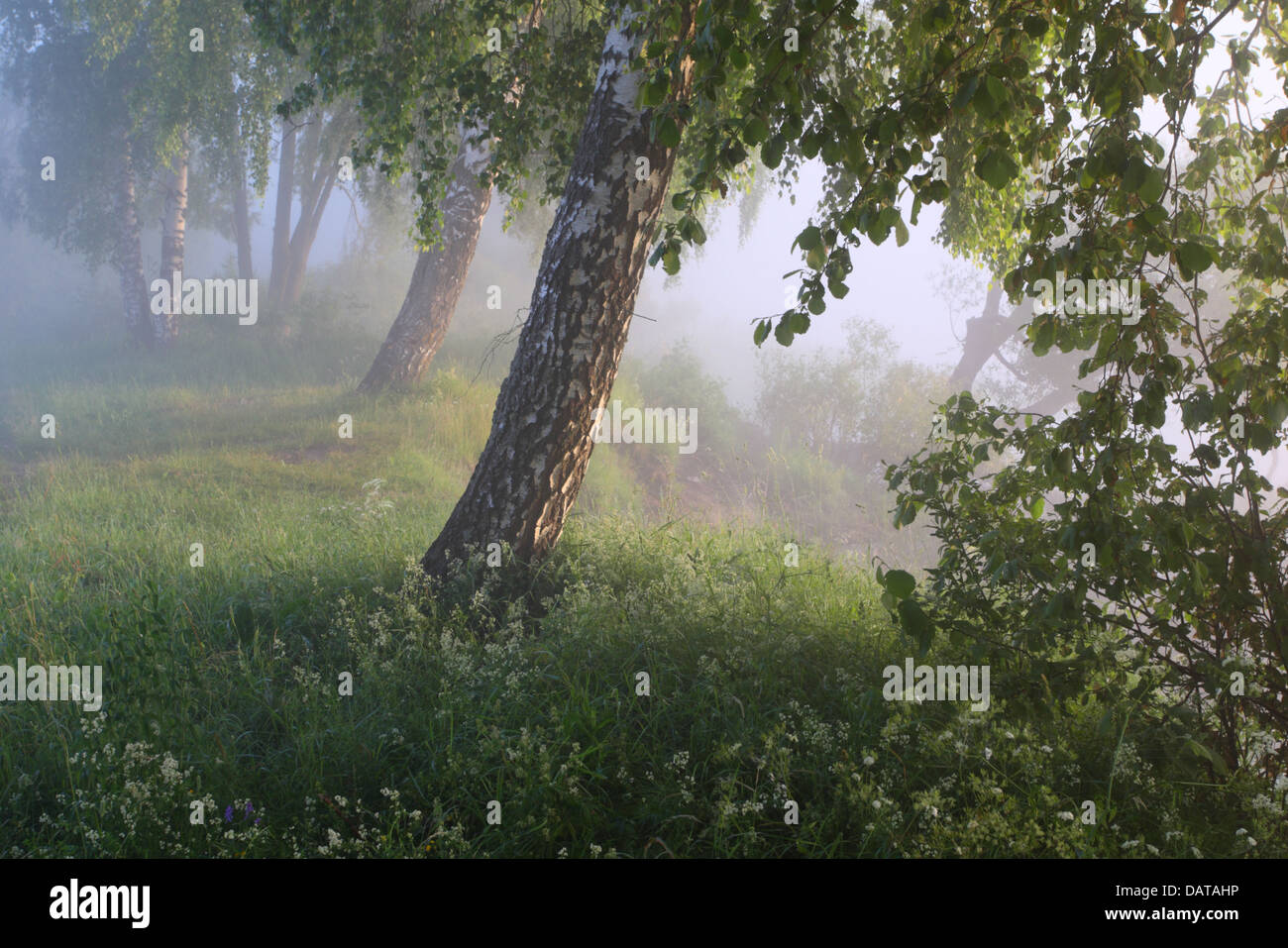 Birken wachsen am Rand des Flusses. Nebligen Morgen. Europa Stockfoto