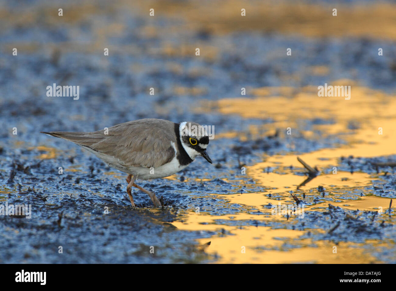 Kleinen Flussregenpfeifer-Regenpfeifer (Charadrius Dubius), Europa Stockfoto