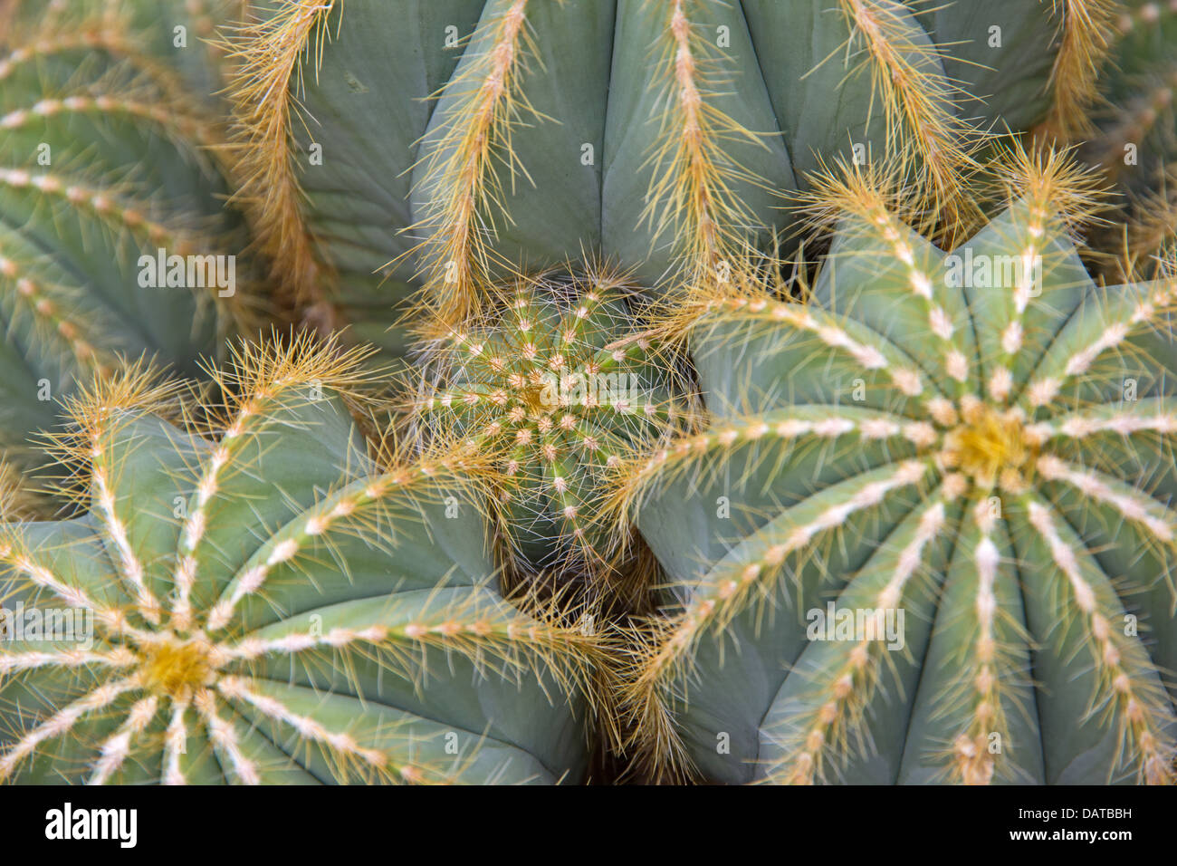 Cactaceae Parodia Magnifica, Kaktus Pflanze Stockfoto