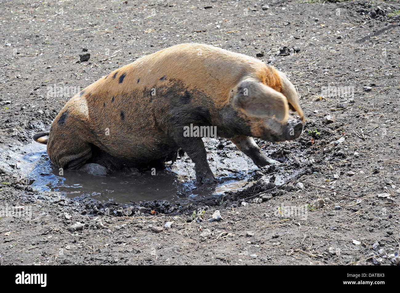 Warum lieben Schweine Schlamm? Schweine können nicht schwitzen, und deshalb kann nicht halten sich cool wie wir Menschen. Schlamm hilft Parasiten und Läuse zu ersticken, und dient auch als ein natürlicher Sonnenschutz die heiße Sonne aus ihrem Körper zu halten. Es ist eine Biothermal Reaktion auf ihre mangelnde Fähigkeit, Hitze zu zerstreuen; Sie Emerse selbst im Schlamm wenn nicht gibt es eine große Runde Badewanne mit kühlem Wasser für sie, sich in Baden, oder wenn es zu trocken für jede Schlamm zu finden ist. Schweine haben keine Schweißdrüsen daher kann nicht schwitzen und deshalb Rollen sie im Schlamm sie abkühlen lassen. Stockfoto