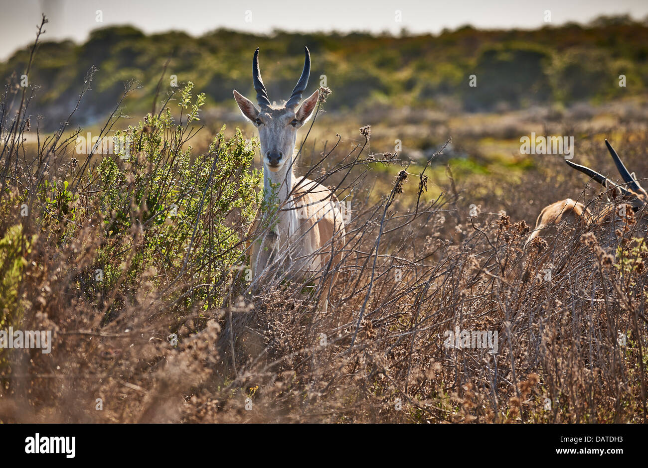 Gemeinsame Eland (Tauro Oryx), De Hoop Nature Reserve, Western Cape, Südafrika Stockfoto