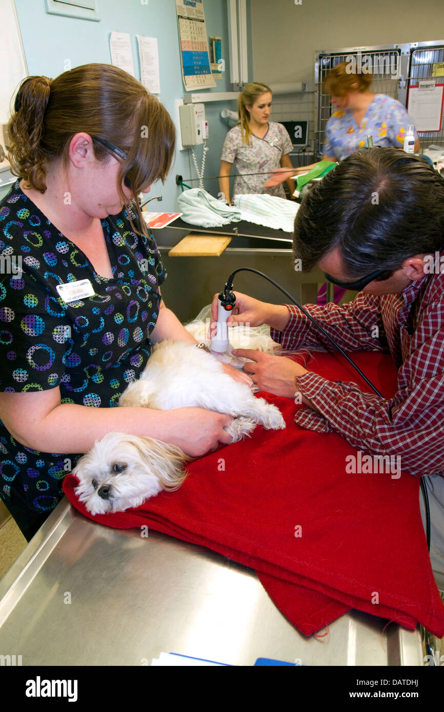 Tierarzt mit Laser-Therapie auf einen kleinen Hund, um Heilung fördern und stimulieren die Durchblutung nach der Operation in Boise, Idaho, USA. Stockfoto