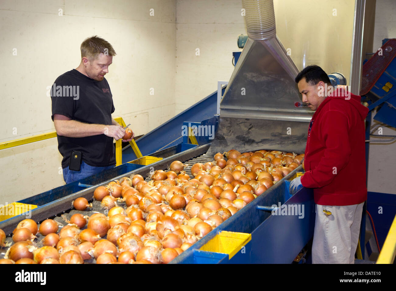 Arbeiter sortieren, Grade und Paket-Zwiebeln in Nyssa, Oregon, USA. Stockfoto