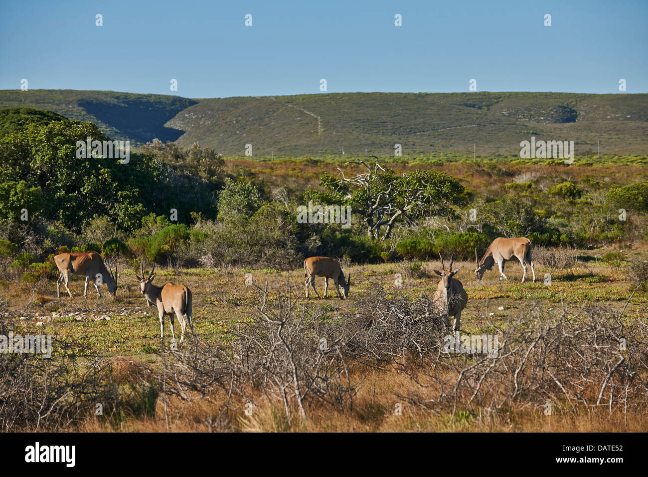 Gemeinsame Eland (Tauro Oryx), De Hoop Nature Reserve, Western Cape, Südafrika Stockfoto