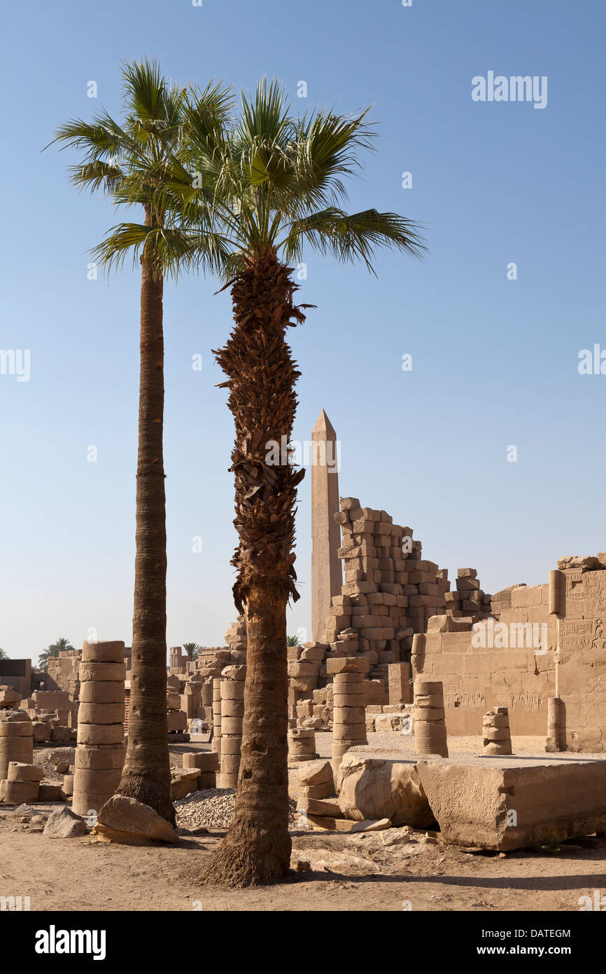 Palme als zentrales Objekt vor Hatshepsuts Obelisken auf dem Tempel des Amun in Karnak, Luxor, Ägypten Stockfoto