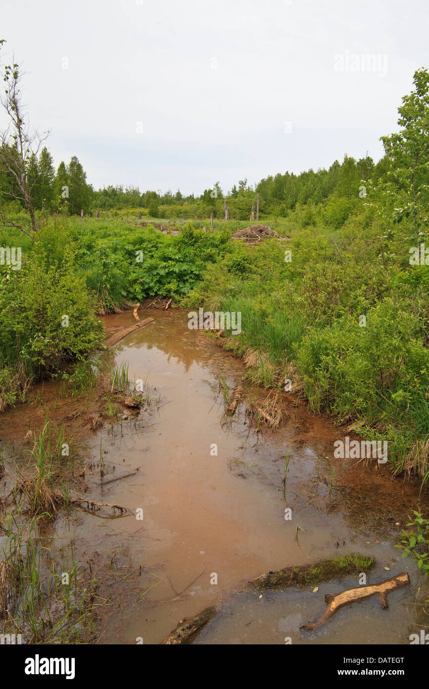 Elk Island National Park Stockfoto