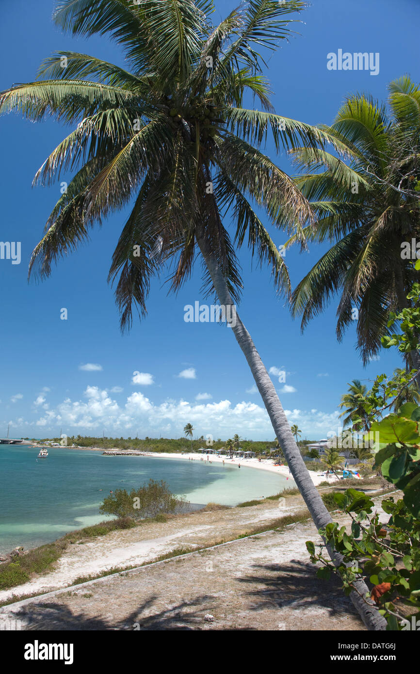 PALM BÄUME CALUSA STRAND BAHIA HONDA STATE PARK BAHIA HONDA KEY FLORIDA USA Stockfoto