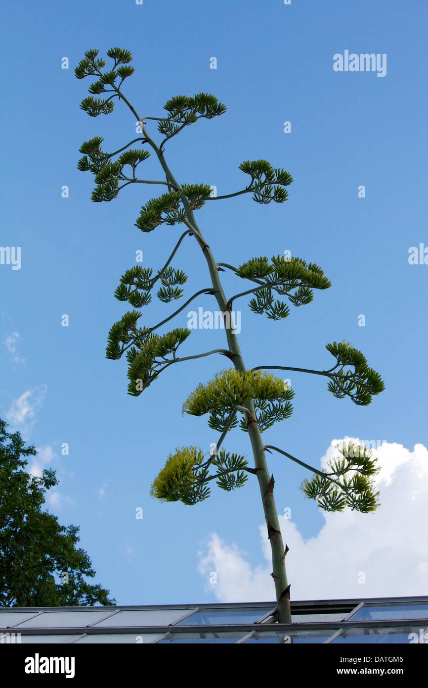 Oak Park, Illinois, USA, 18. Juli 2013. Eine Jahrhundertpflanze (Agave Americana) Blüte wächst durch die Wüste Zimmer Dach am Konservatorium von Oak Park im Vorort westlich von Chicago. Eine Glasscheibe wurde entfernt, damit die Pflanze Blütenrispe auf über 20 Fuß/6 Meter hoch wachsen kann. Im Gegensatz zu ihrem gemeinsamen Namen leben diese Pflanzen von zehn bis dreißig Jahre früher blühen, Samen gehen und dann sterben. Bildnachweis: Todd Bannor/Alamy Live-Nachrichten Stockfoto