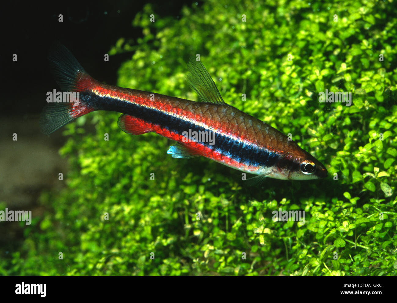 Harrisons Pencilfish Nannostomus, Harrisoni, Lebiasinidae, Guianas Stockfoto