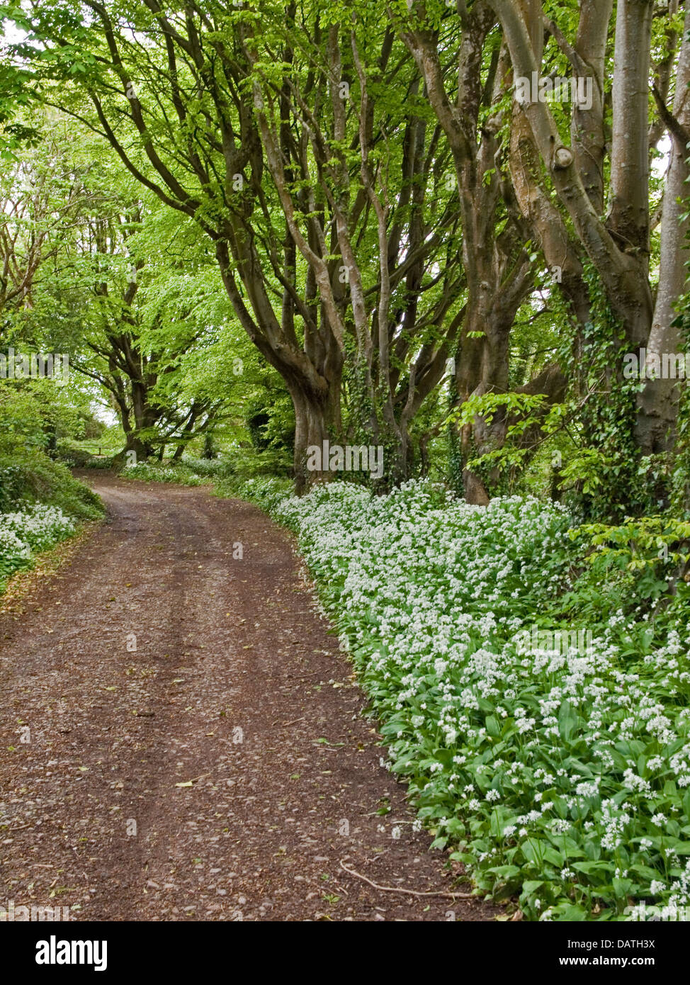 Bärlauch wächst entlang einer Landstraße Stockfoto