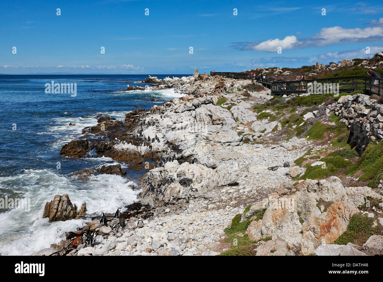 Kolonie von afrikanischen Penguin, Spheniscus Demersus, auf Felsen von Bettys Bay, Kapstadt, Western Cape, Südafrika Stockfoto