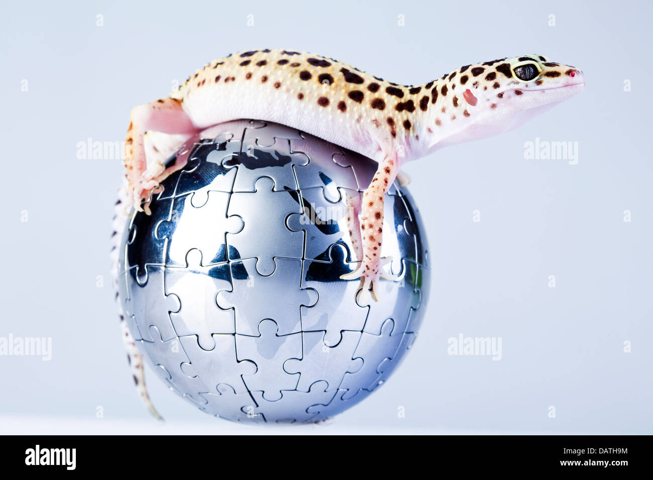 Globus im gecko Stockfoto
