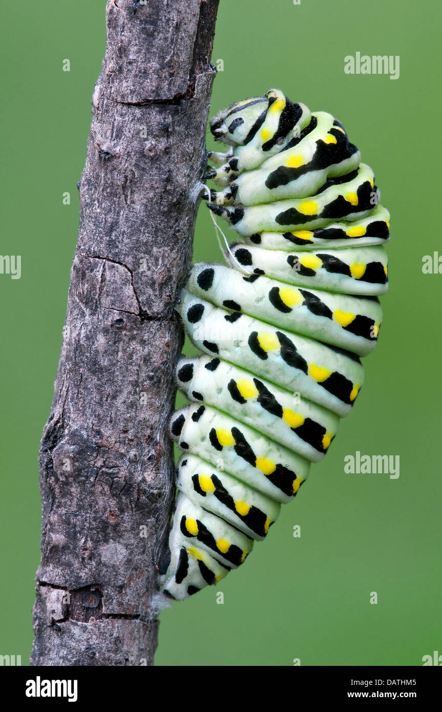 Pre-Puppe Phase E schwarz Schwalbenschwanz Schmetterling Papilio Polyxenes E USA Stockfoto