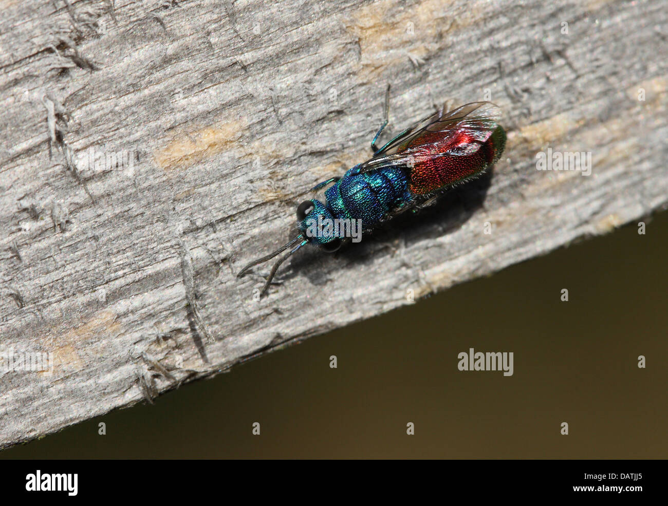 Nahaufnahme von Ruby-Tailed Wespe, Chrysis Ignita, von oben Stockfoto