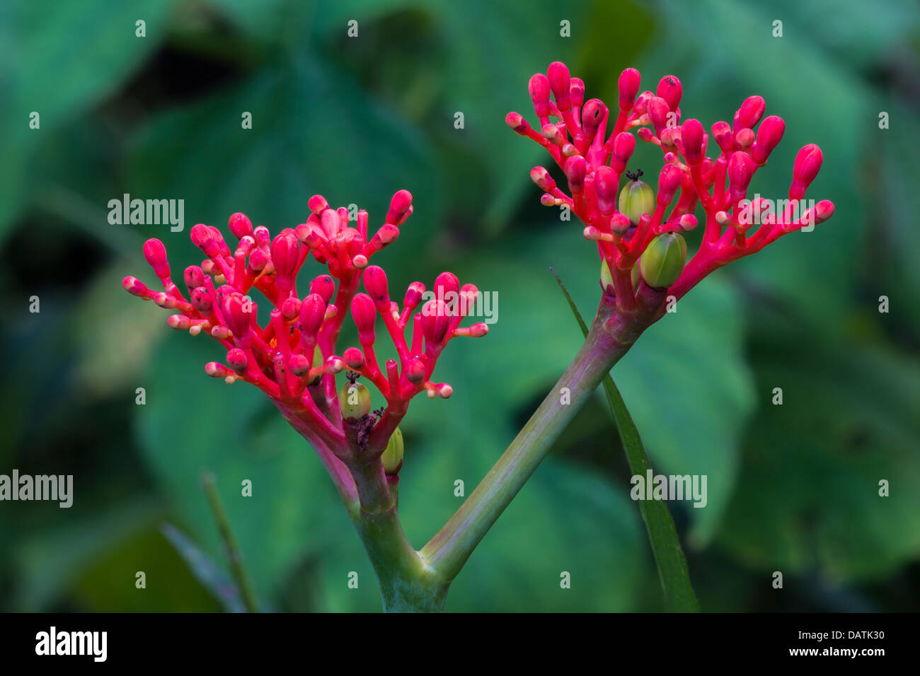 Buddha bauch -Fotos und -Bildmaterial in hoher Auflsung  Alamy