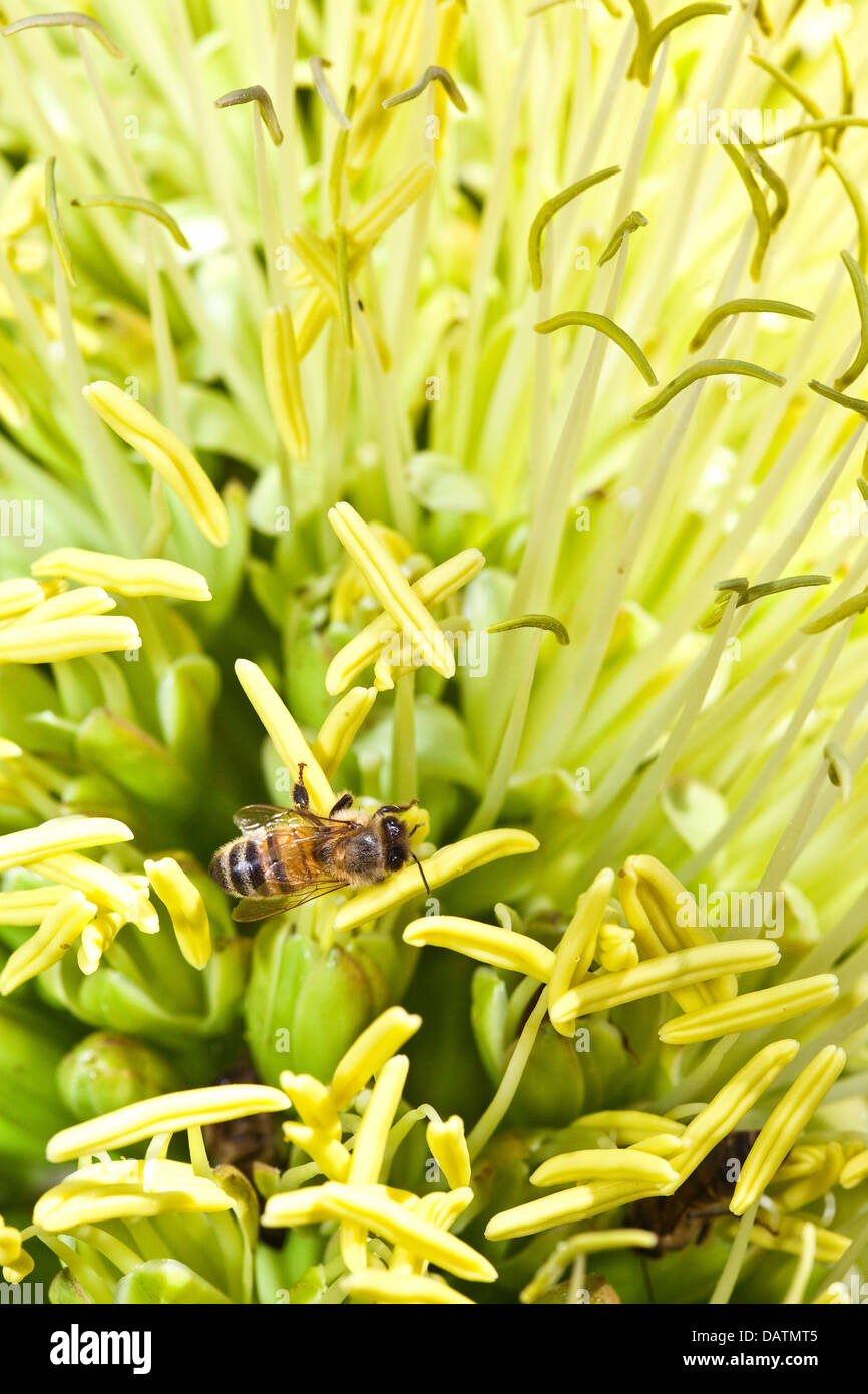 Eine Biene sammelt Pollen aus den Blüten auf einer Pflanze Agave. Stockfoto