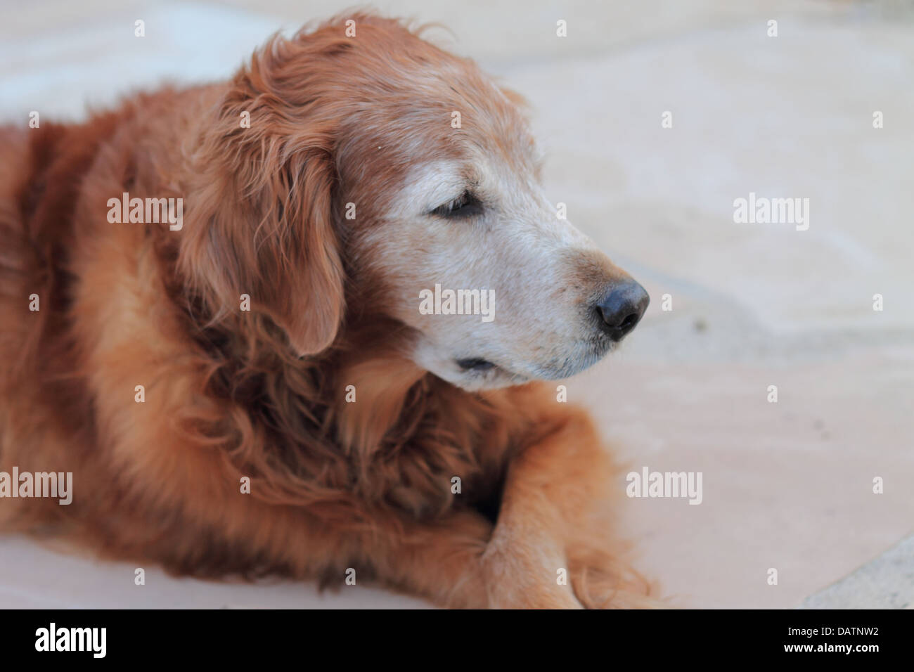 Senior weiblichen golden Retriever, die liegen am Pool draußen in Las Vegas, NV mit ihrem blauen Spielzeug Stockfoto